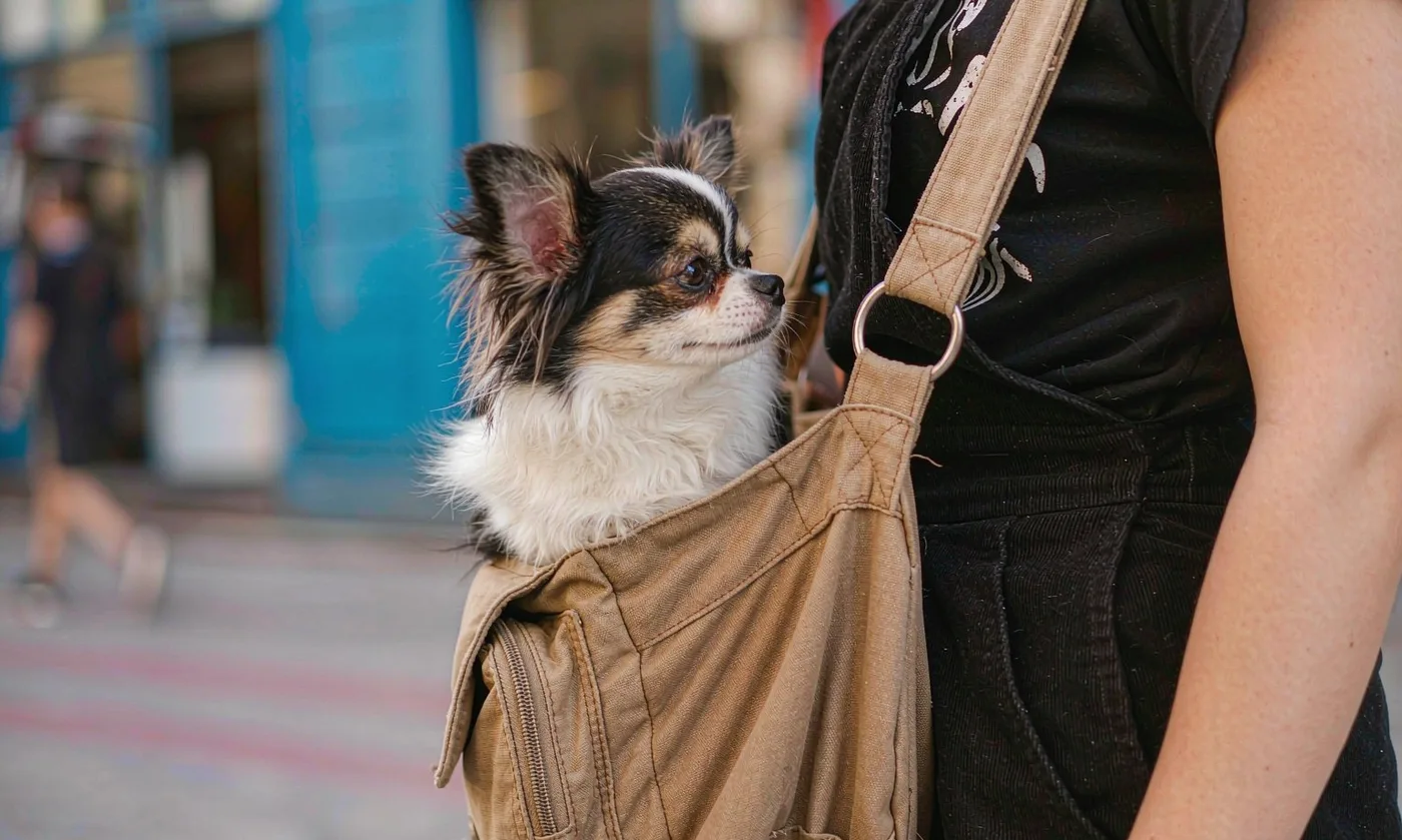 Pet Carrier Water Jug: Hydration - detail view supplied by QUANZHOU JUNYUAN BAGS