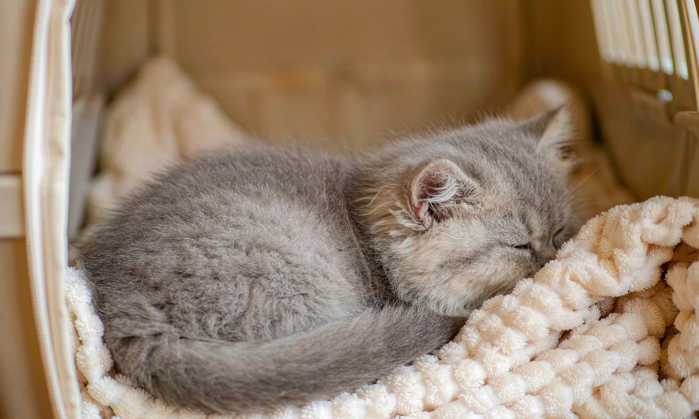 Cat Carrier for Kittens: Safe and Cozy - detail view supplied by QUANZHOU JUNYUAN BAGS