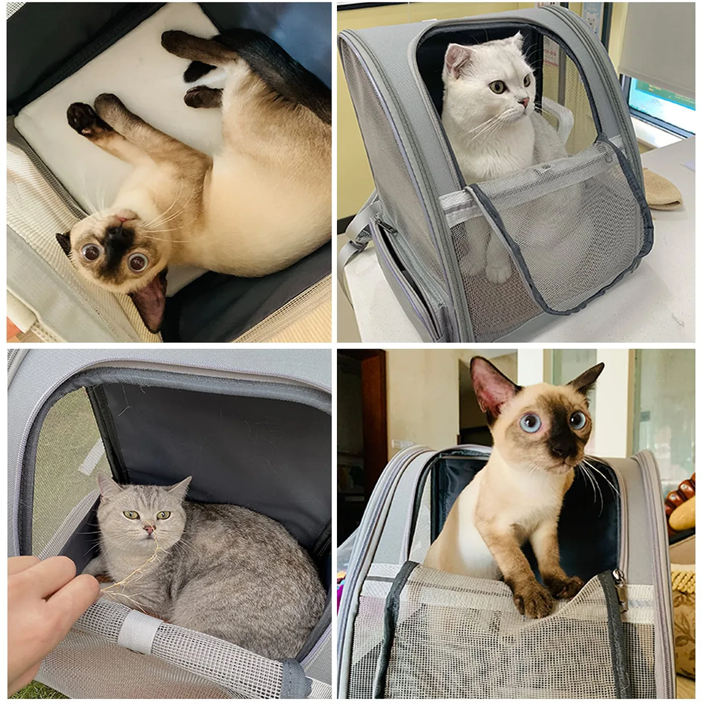 Dog Carrier Backpack Market Size and Growth: Plannin - detail view supplied by QUANZHOU JUNYUAN BAGS